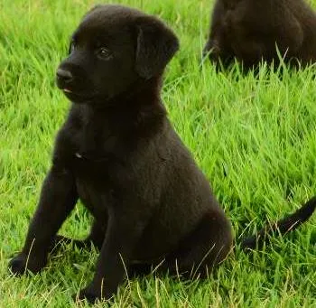 Cachorro ra a Sem Raça Definida idade Abaixo de 2 meses nome Olaff