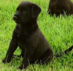 Cachorro raça Sem Raça Definida idade Abaixo de 2 meses nome Olaff