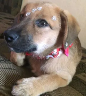 Cachorro raça vira lata idade 2 a 6 meses nome Valentina