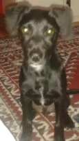 Bob