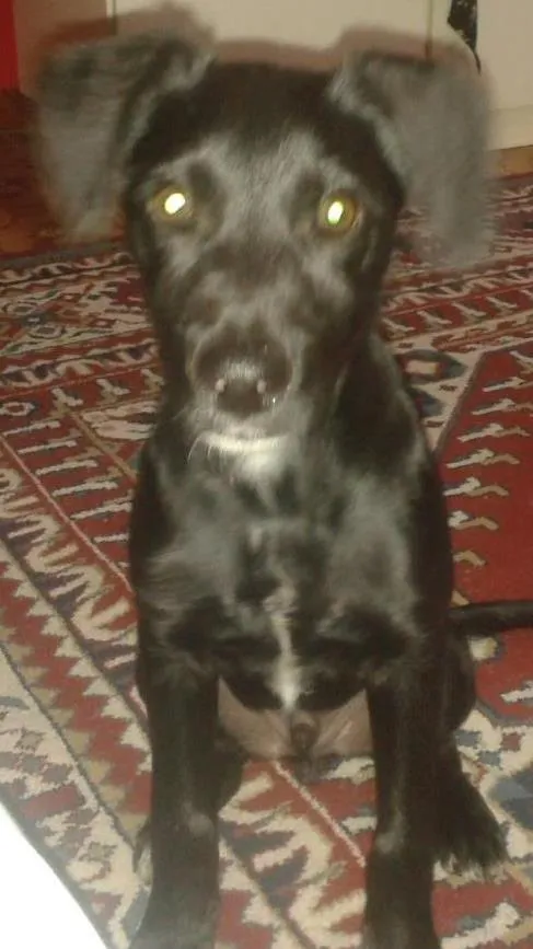 Cachorro ra a vira lata idade 2 a 6 meses nome Bob