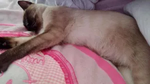 Gato raça Siamês idade 2 a 6 meses nome Kitty