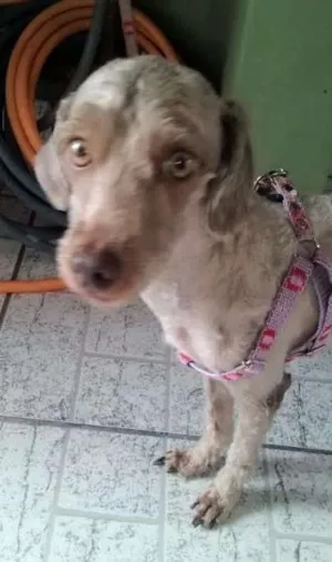Cachorro raça Poodle/vira lata idade 3 anos nome BELINHA