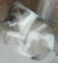 Bebês