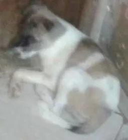 Cachorro raça SRD idade 1 ano nome Bebês
