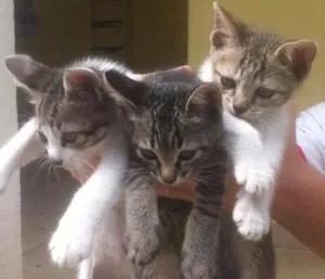 Gato raça outros idade Abaixo de 2 meses nome sem nome