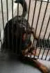 Cachorro raça Rottweiler idade 1 ano nome Carvão