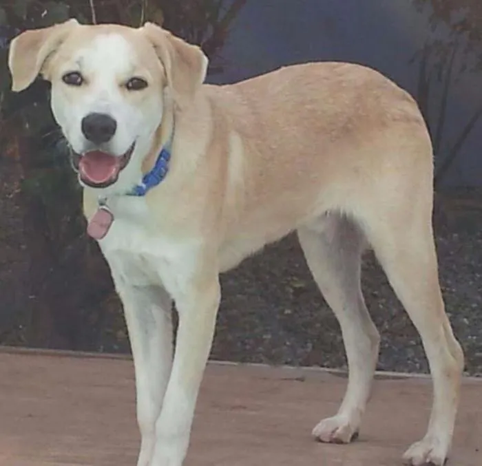 Cachorro raça SRD idade 7 a 11 meses nome Kevin