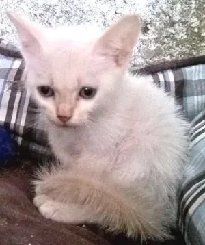 Gato raça RED POINT idade Abaixo de 2 meses nome MIRTILO