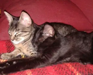 Gato raça vira lata idade 2 a 6 meses nome Scarlett e Dorat