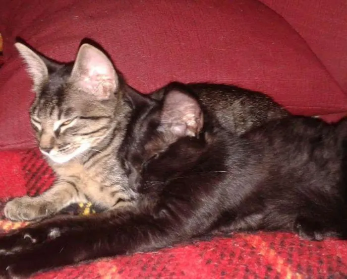 Gato ra a vira lata idade 2 a 6 meses nome Scarlett e Dorat