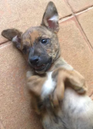 Cachorro raça Vira lata  idade Abaixo de 2 meses nome Sem nome 