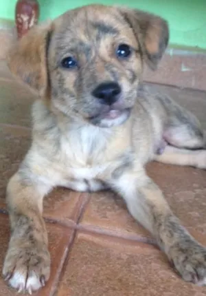 Cachorro raça Vira lata  idade Abaixo de 2 meses nome Sem nome ainda
