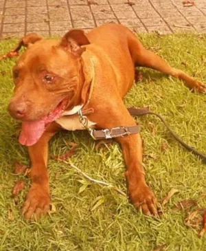 Cachorro raça Pit-Bull idade 6 ou mais anos nome Turok