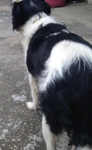 Cachorro raça Bodder Colie idade  nome Jade