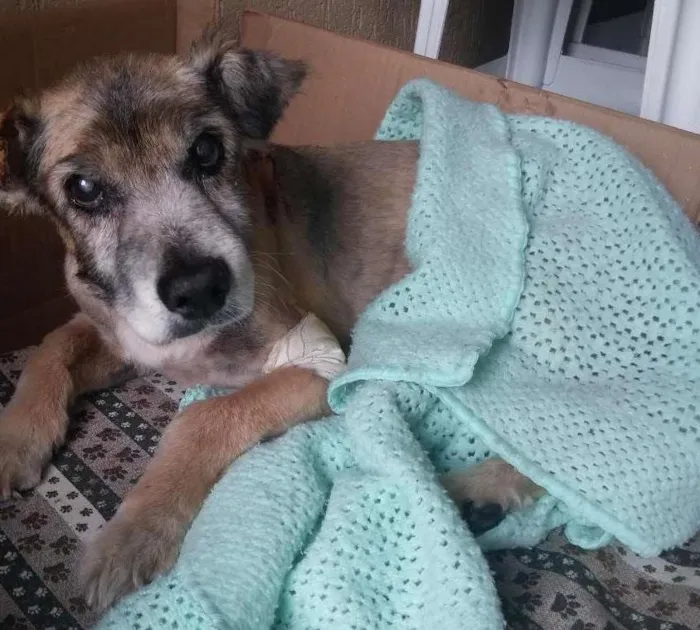 Cachorro raça SRD idade 6 ou mais anos nome Ralf