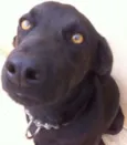 Thor e Estrela