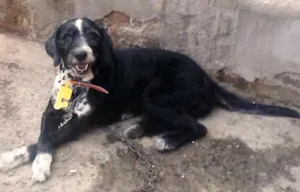 Cachorro raça SRD idade 6 ou mais anos nome Pingo
