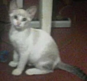 Gato ra a SRD idade 2 a 6 meses nome Huguinho e Zezinho
