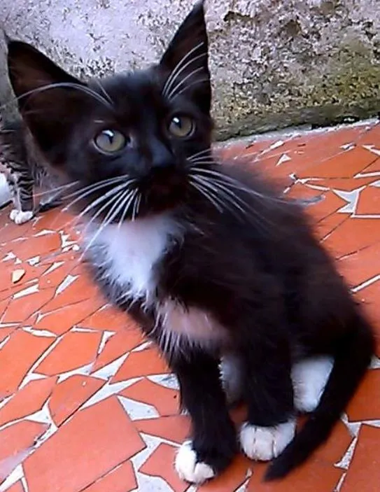 Gato ra a  idade 2 a 6 meses nome Sem nomes