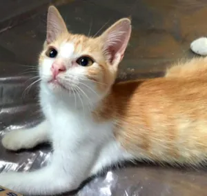 Gato raça PCB idade 2 a 6 meses nome Chanel