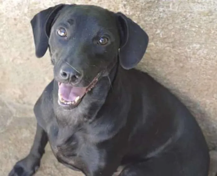 Cachorro ra a SRD idade 2 anos nome Suzete