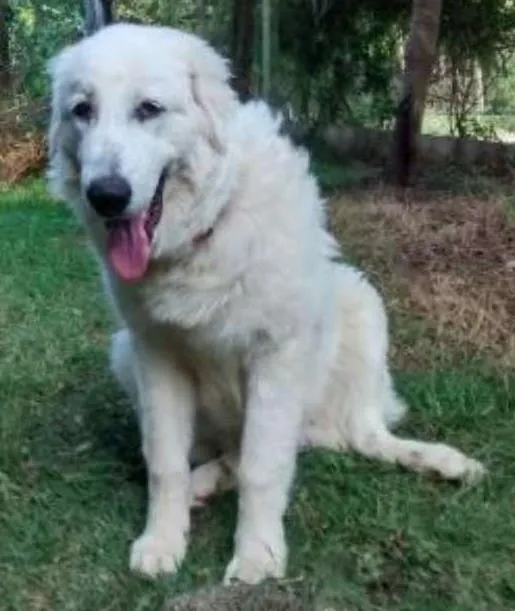 Cachorro ra a Pastor Maremano idade 1 ano nome Johnny