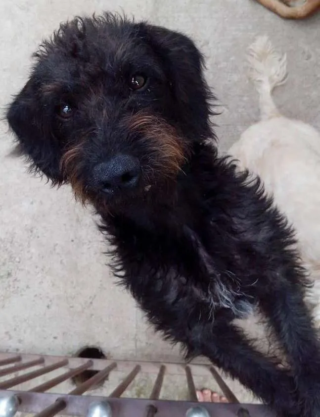 Cachorro ra a srd idade 7 a 11 meses nome felpudo