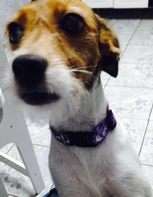 Cachorro ra a Mistura de beaggle idade 3 anos nome Lully