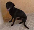 Dudu