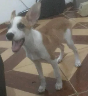 Cachorro raça Vira lata idade 2 a 6 meses nome Astor