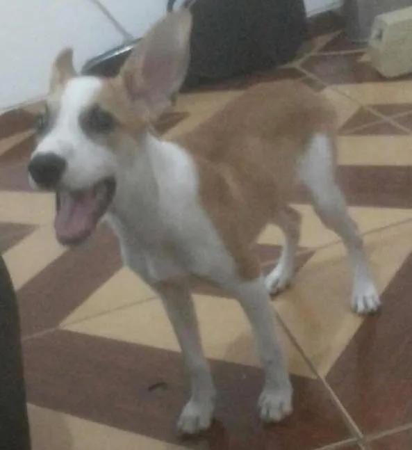 Cachorro ra a Vira lata idade 2 a 6 meses nome Astor