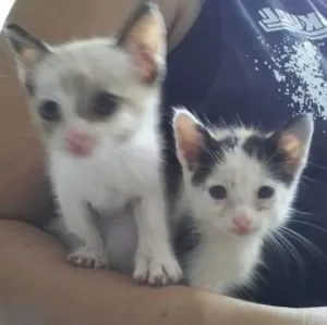 Gato raça gato idade Abaixo de 2 meses nome Ainda não tenho um 
