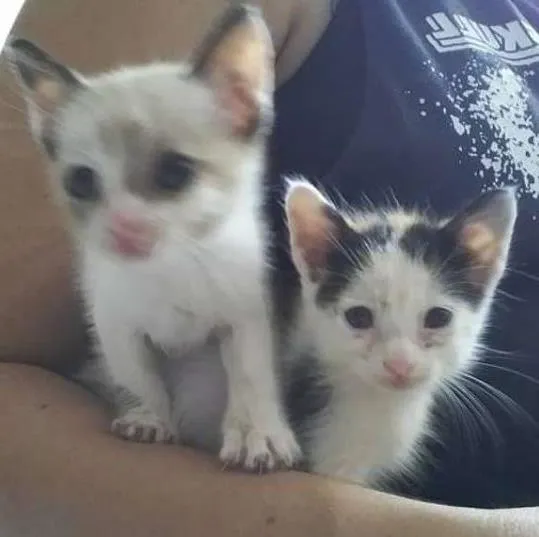 Gato ra a gato idade Abaixo de 2 meses nome Ainda não tenho um 