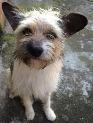 Cachorro raça Mestiço idade 2 anos nome Neném
