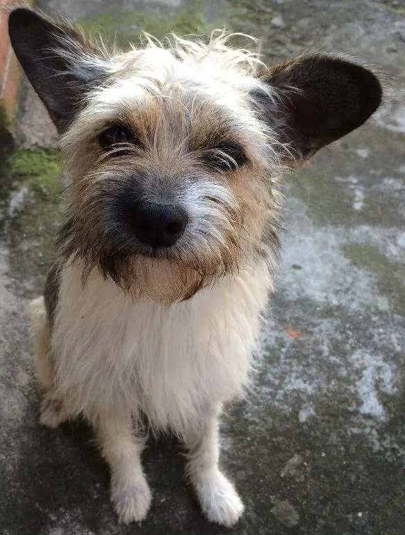 Cachorro ra a Mestiço idade 2 anos nome Neném