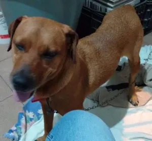 Cachorro raça rottweiler idade 1 ano nome vitoria