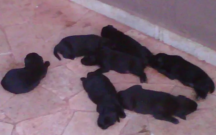 Cachorro ra a border /rotweiller idade 2 a 6 meses nome s/nome