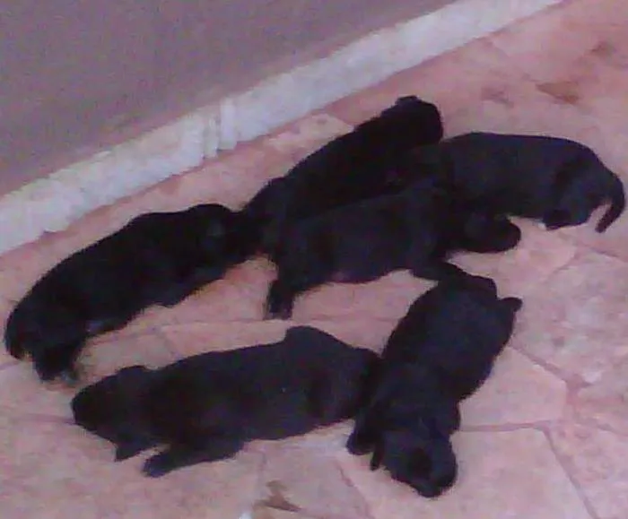 Cachorro ra a border /rotweiller idade 2 a 6 meses nome s/nome