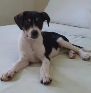 Cachorro raça SRD idade 2 a 6 meses nome Vitoria