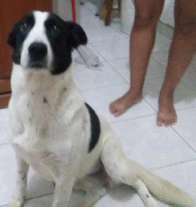 Cachorro ra a Srd idade 6 ou mais anos nome Bolinha