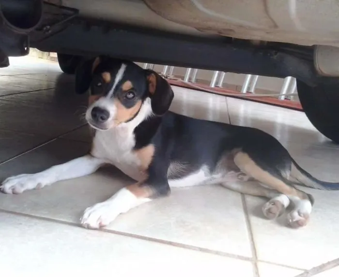Cachorro ra a  idade 2 a 6 meses nome espuleta