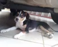 espuleta