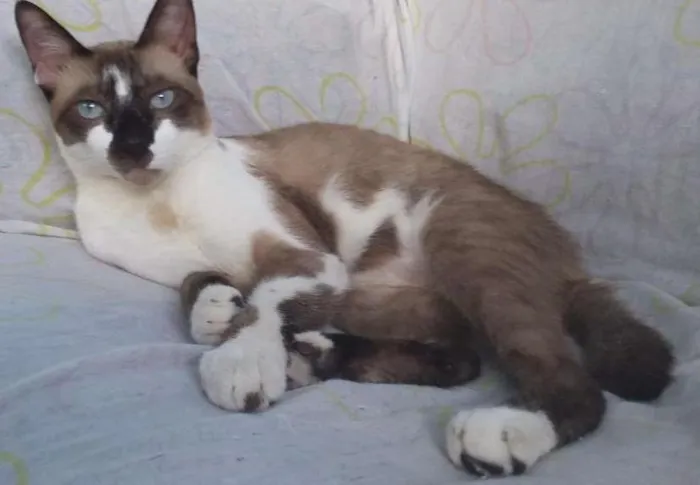 Gato ra a siamês  idade 1 ano nome Myon