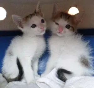 Gato raça SRD idade Abaixo de 2 meses nome Sem nomes