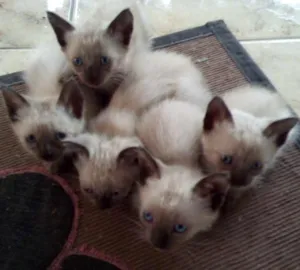 Gato raça Siamês idade Abaixo de 2 meses nome Diversos