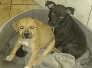 Cachorro raça SRD idade 2 a 6 meses nome PRINCESA