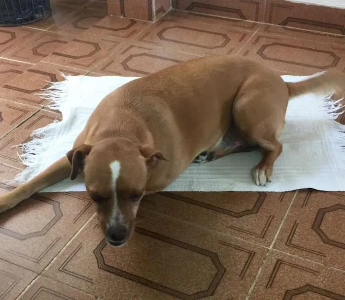 Cachorro ra a SRD idade 3 anos nome Bella