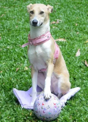Cachorro raça Srd idade 2 anos nome Baunilha
