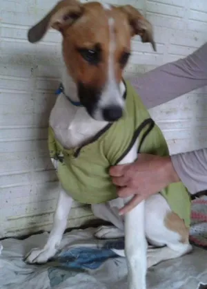 Cachorro raça vira lata idade 7 a 11 meses nome fiona